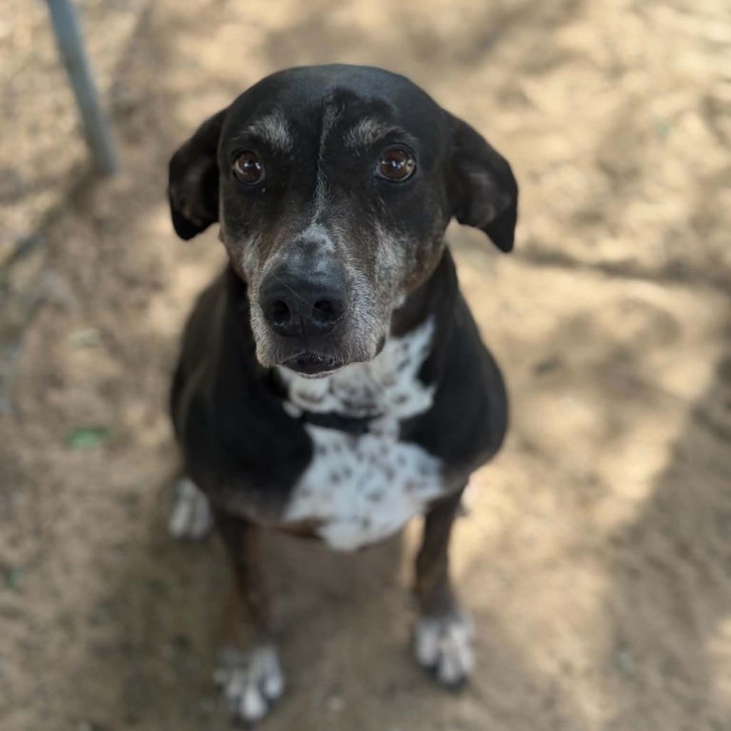 Pasta, a Adoptable mixed breed in Stephenville, TX image 3/6