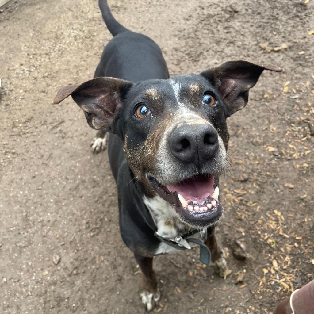 Pasta, a Adoptable mixed breed in Stephenville, TX image 4/6