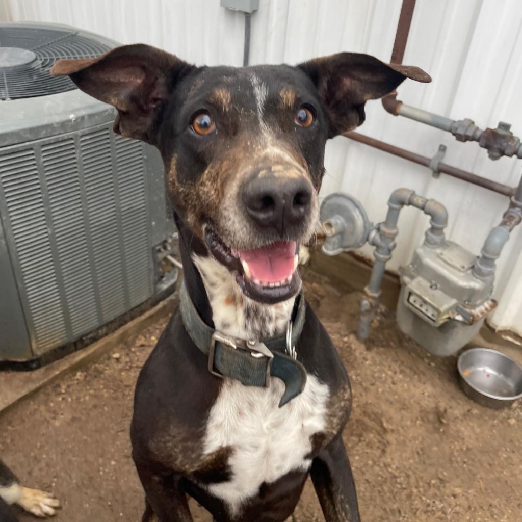 Pasta, a Adoptable mixed breed in Stephenville, TX image 5/6