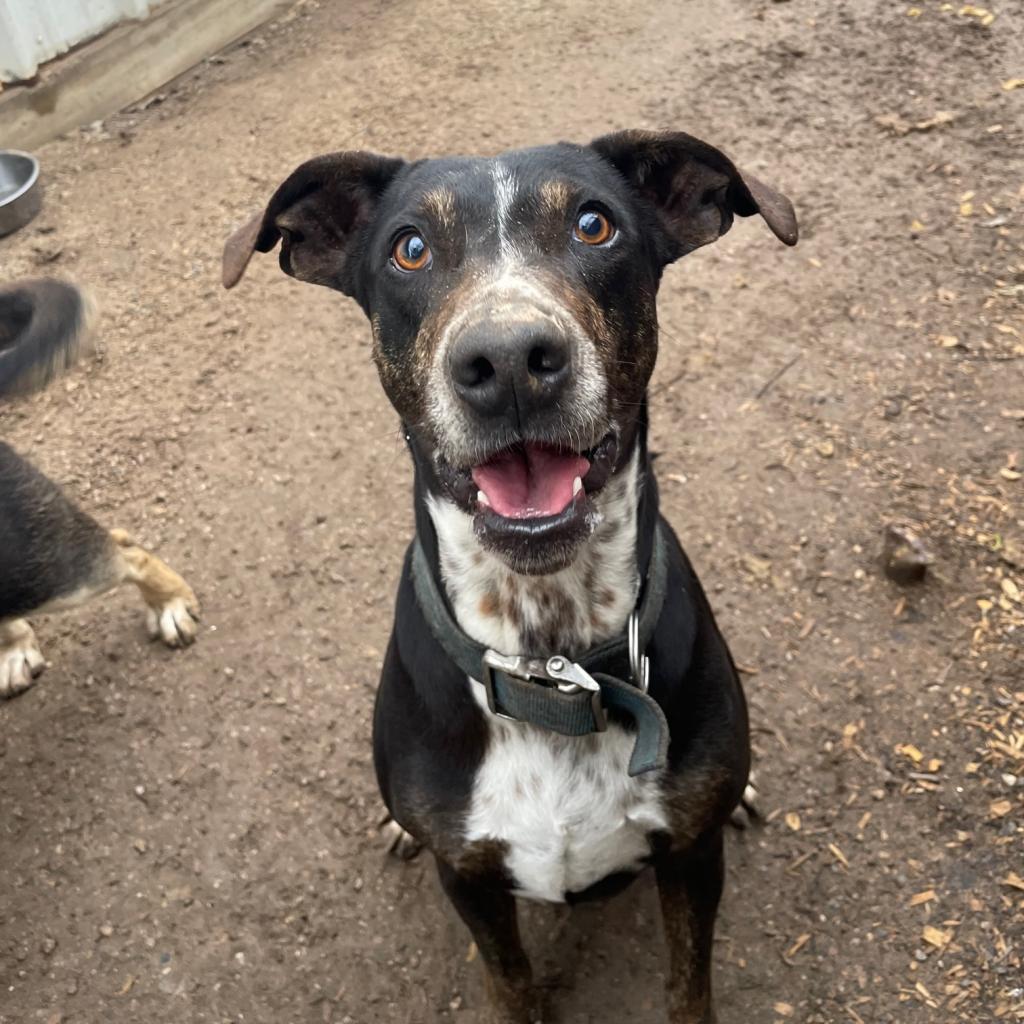 Pasta, a Adoptable mixed breed in Stephenville, TX image 6/6