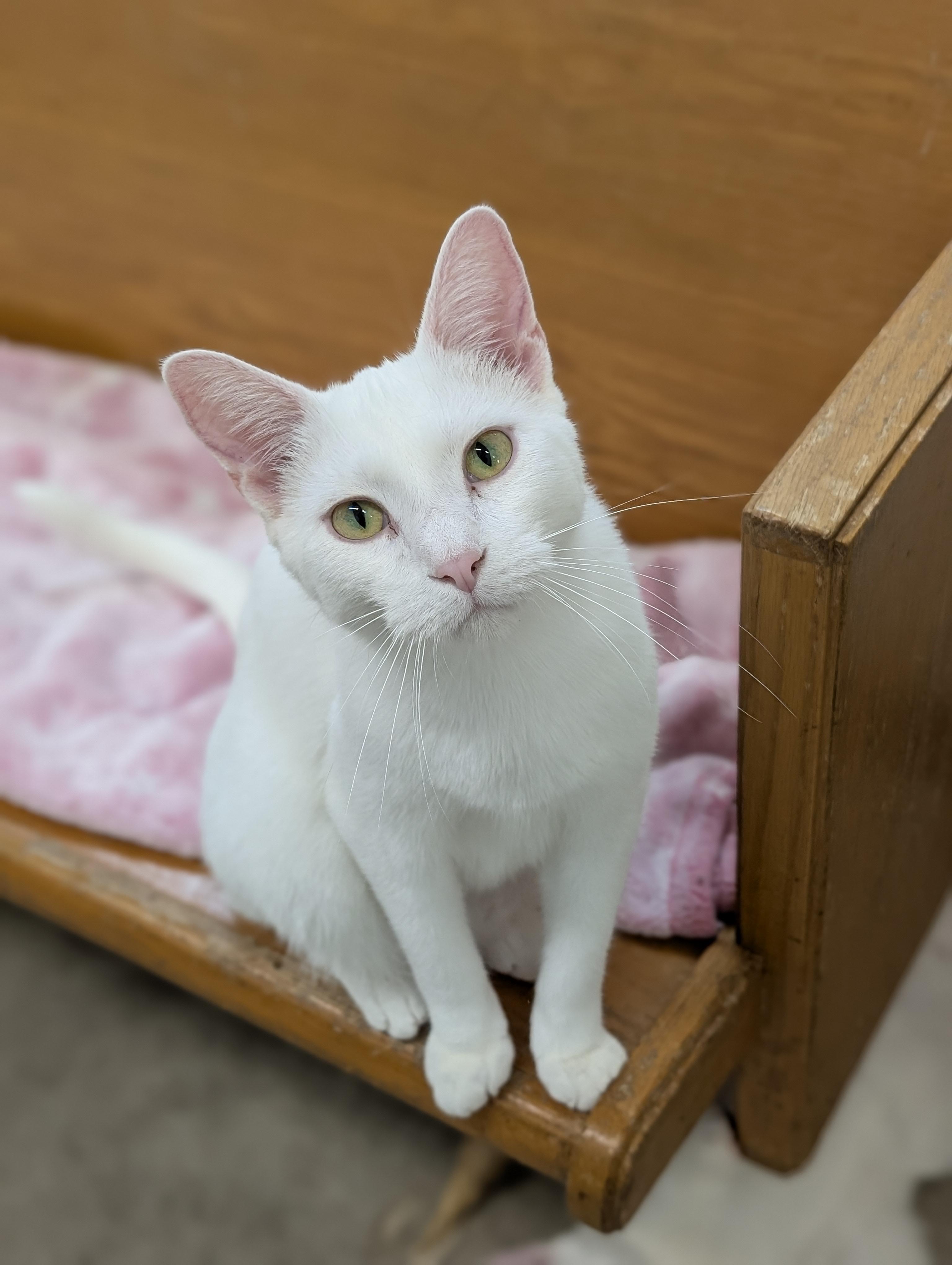 Enlarge Cirrus, a Adoptable Domestic Short Hair in Tilton, IL image 1/6