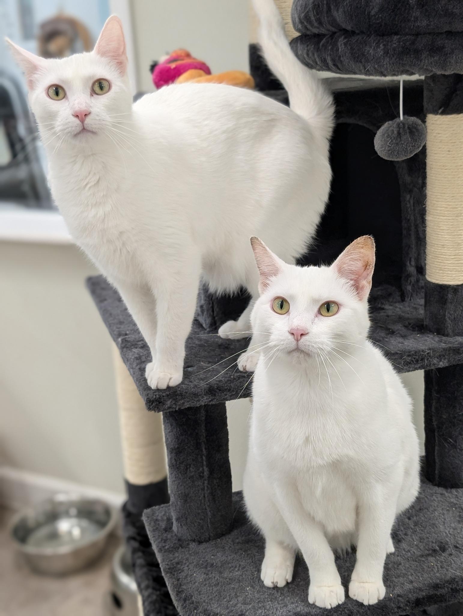 Enlarge Cirrus, a Adoptable Domestic Short Hair in Tilton, IL image 2/6