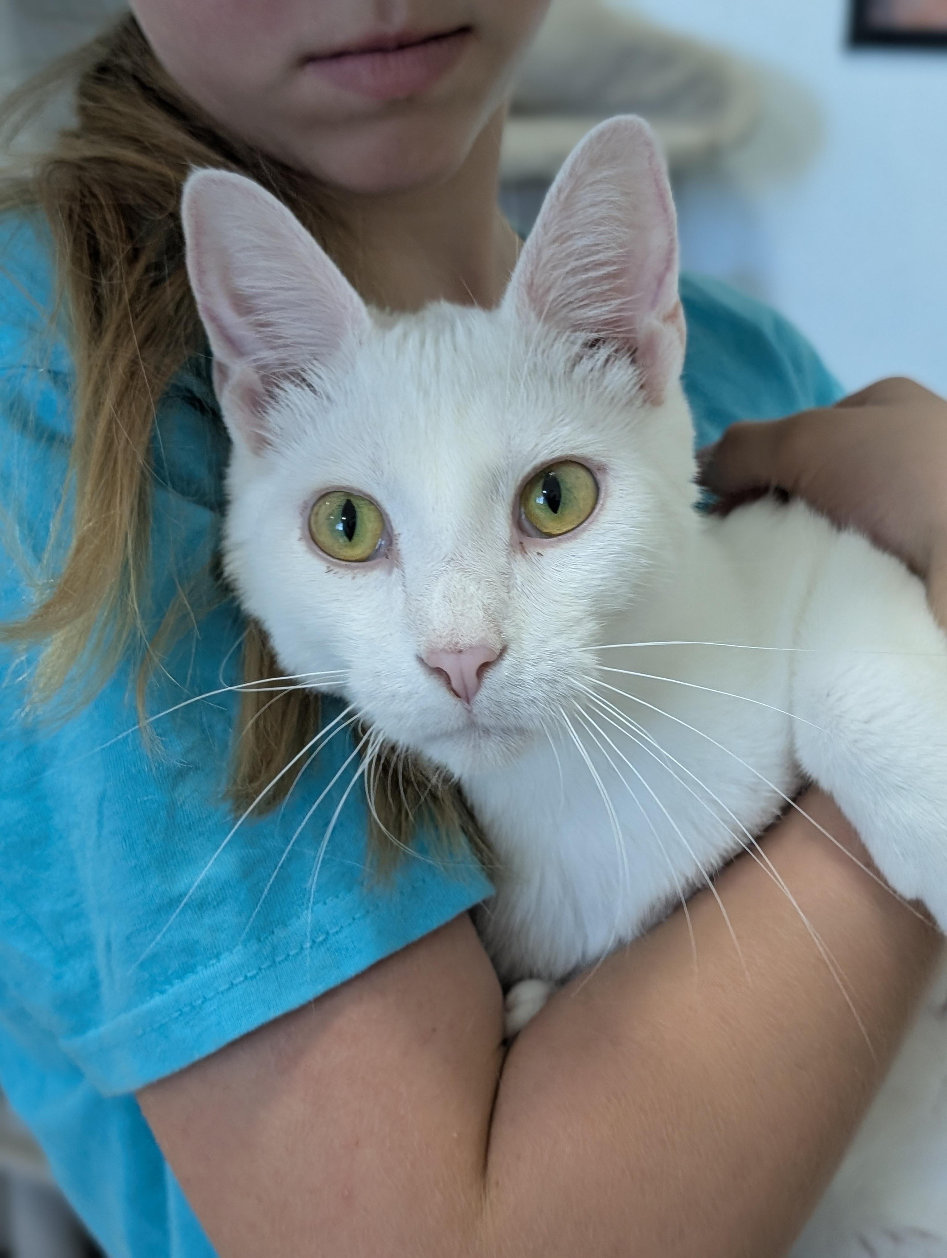 Enlarge Cirrus, a Adoptable Domestic Short Hair in Tilton, IL image 4/6