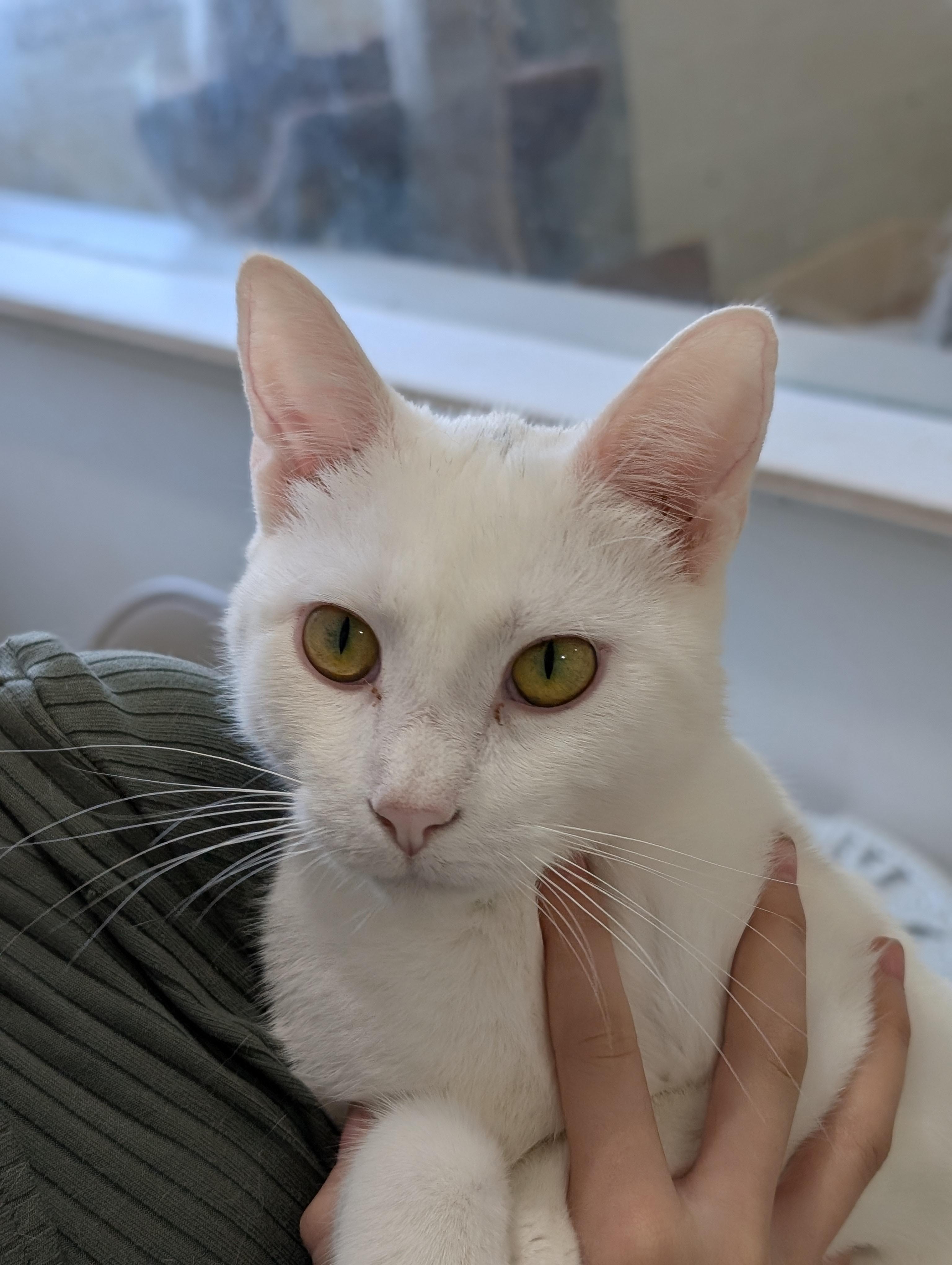 Enlarge Cirrus, a Adoptable Domestic Short Hair in Tilton, IL image 6/6