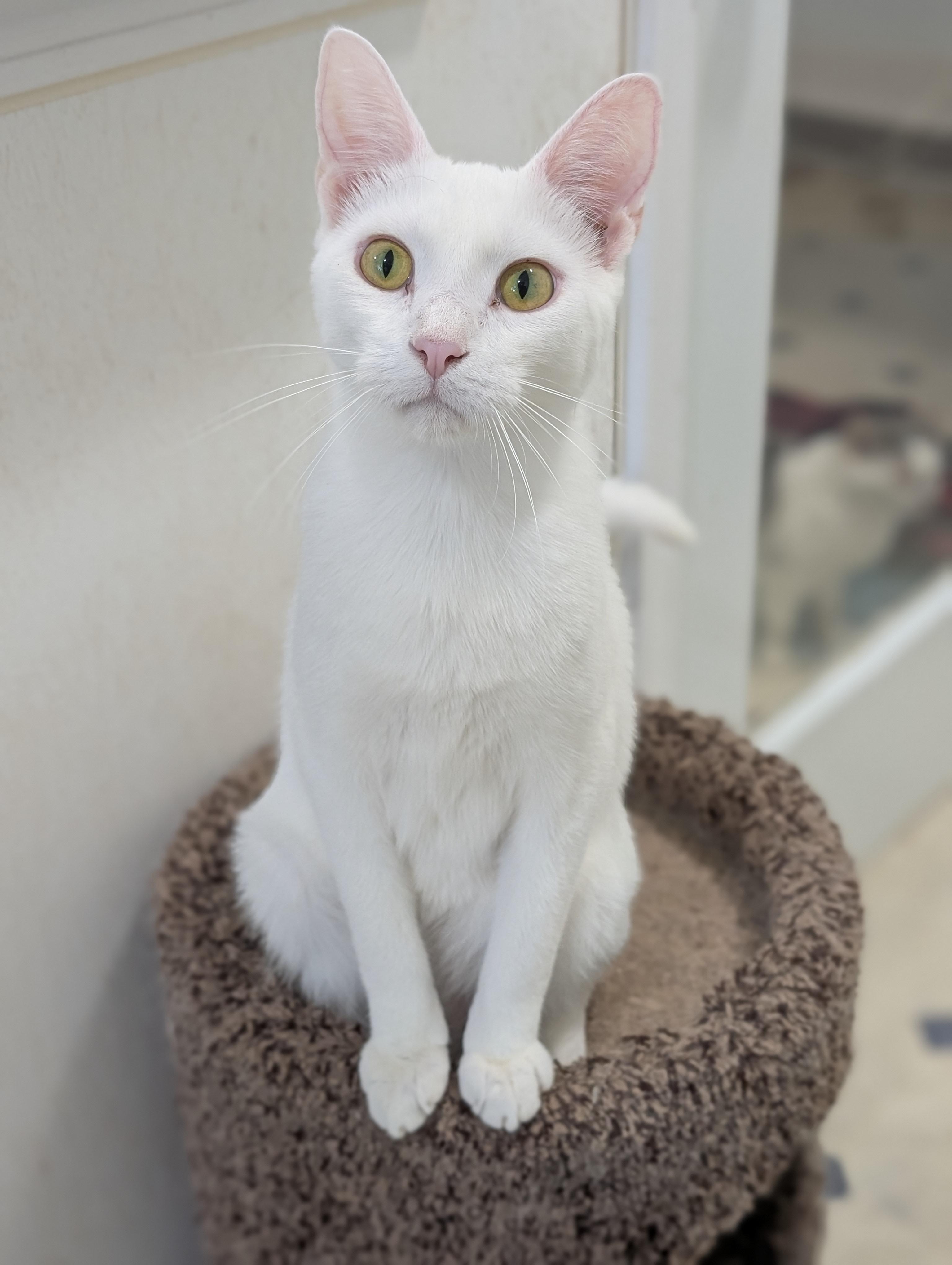 Enlarge Cirrus, a Adoptable Domestic Short Hair in Tilton, IL image 3/6