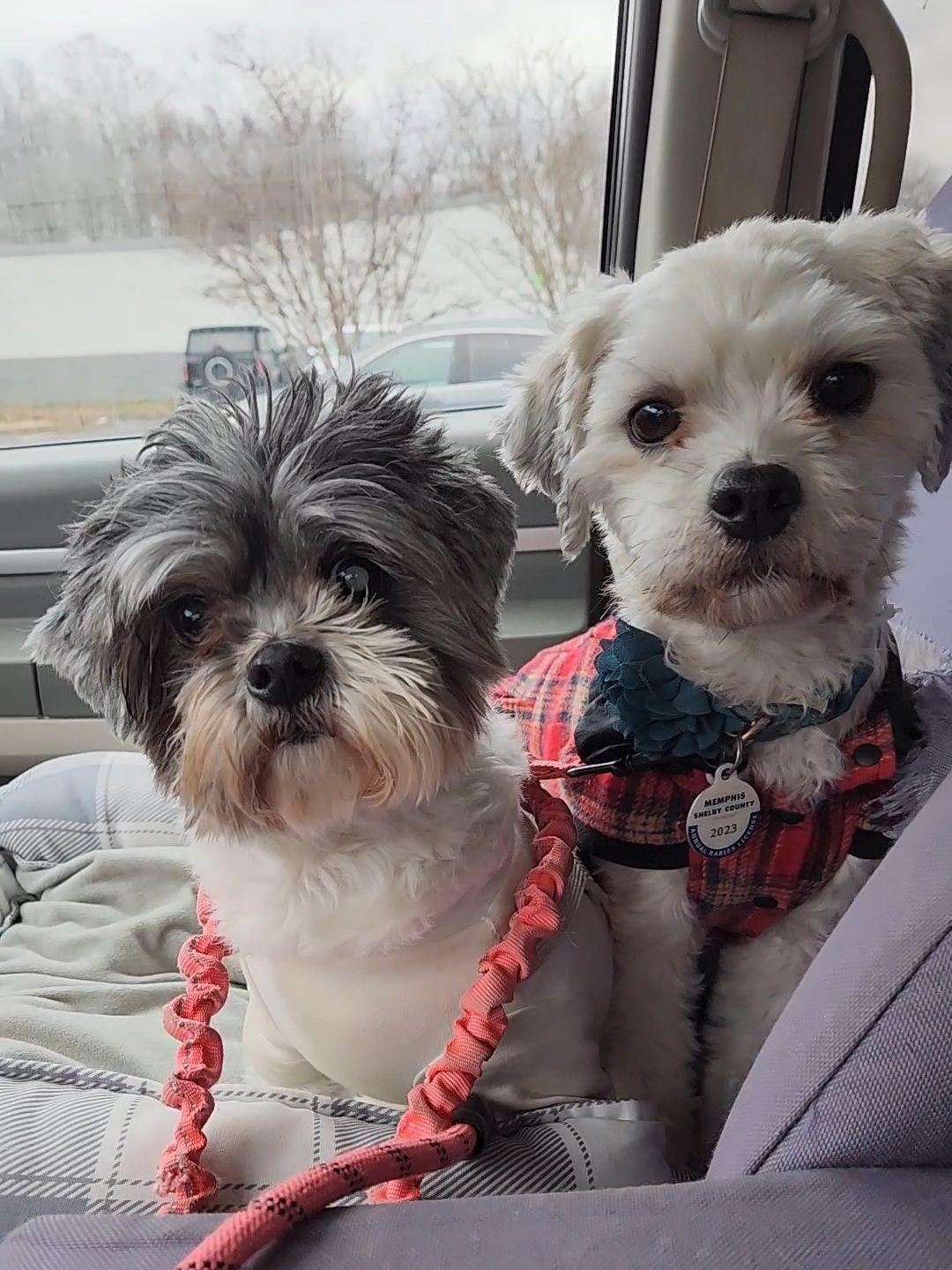 Enlarge Wynton & Mia, a Adopted mixed breed in Bartlett, TN image 1/1