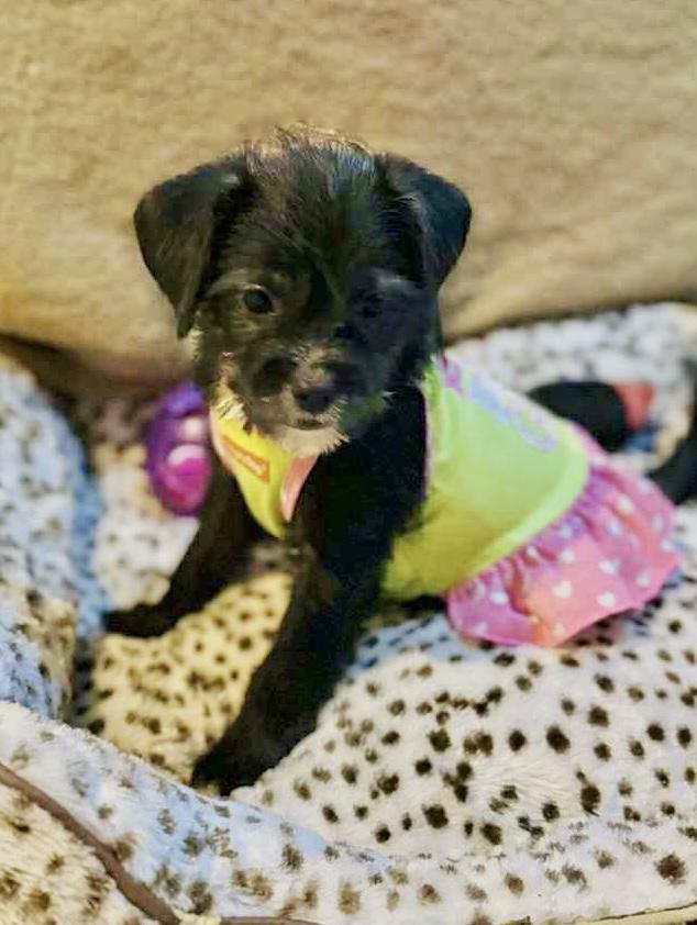 Tati, a Adoptable mixed breed in San Diego , CA image 1/4