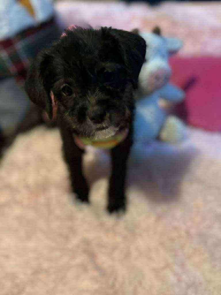 Tati, a Adoptable mixed breed in San Diego , CA image 2/4