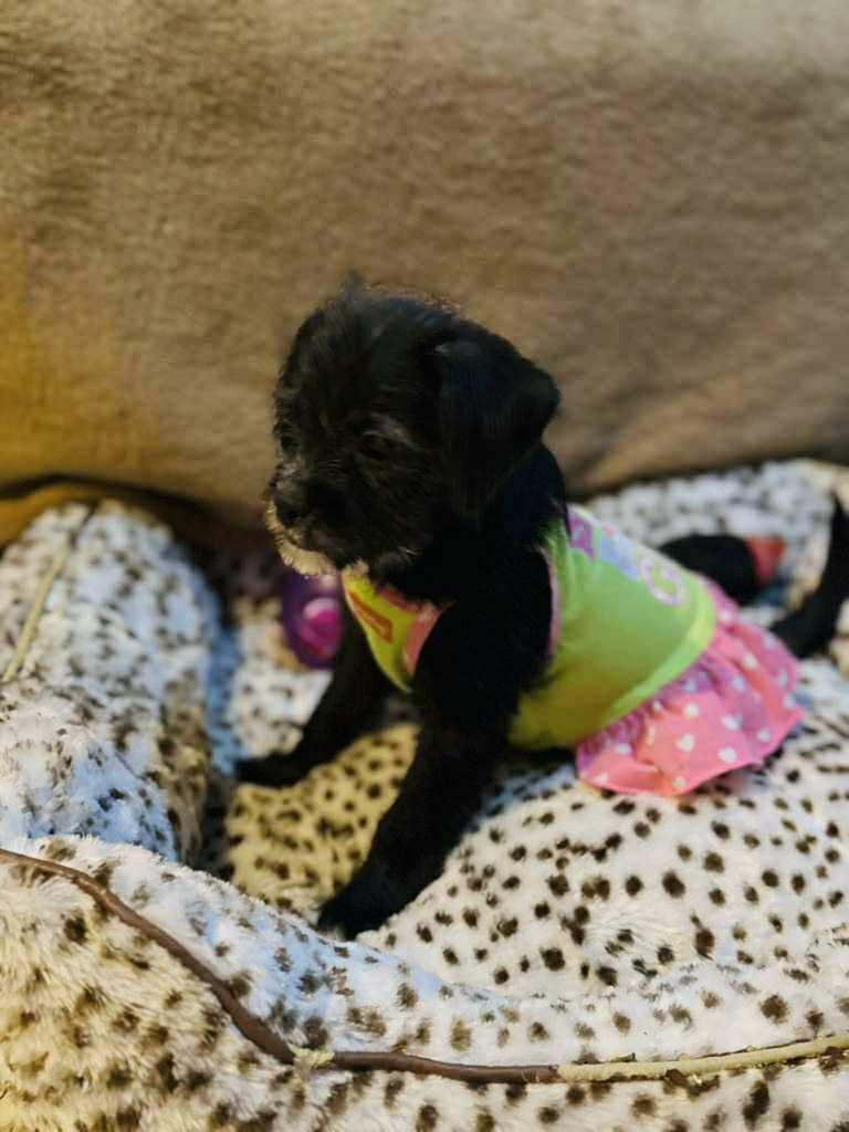 Tati, a Adoptable mixed breed in San Diego , CA image 3/4