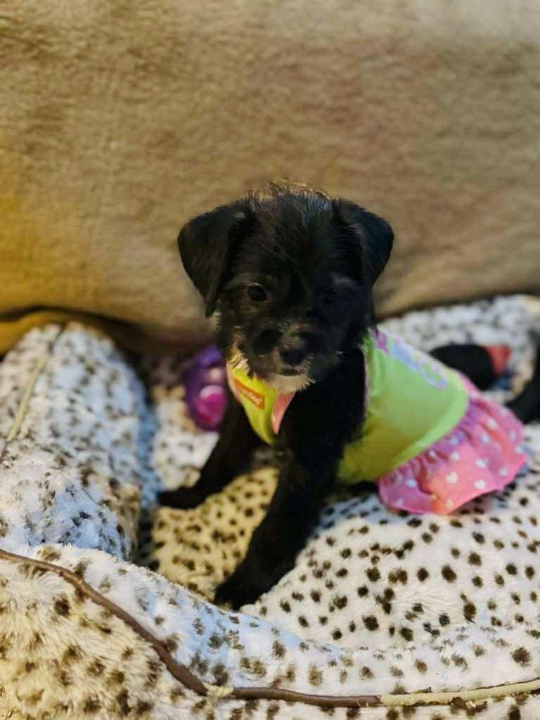 Tati, a Adoptable mixed breed in San Diego , CA image 4/4