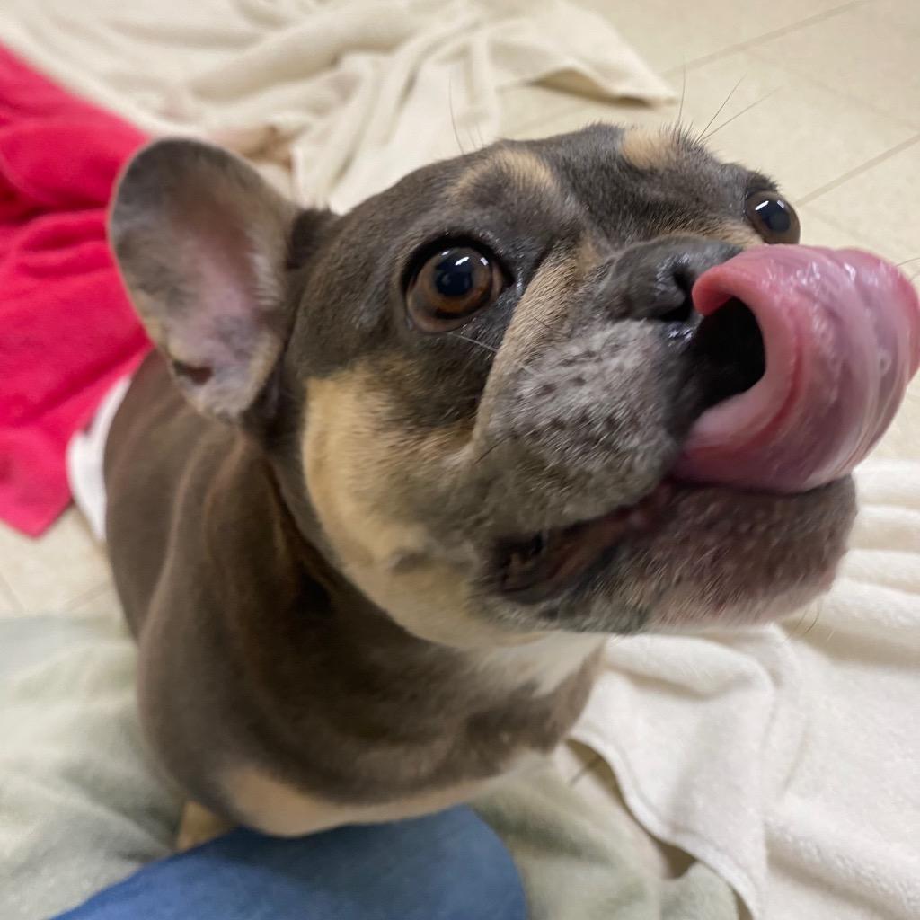 Enlarge Lovebug, a Adoptable French Bulldog in Fall River, MA image 1/6