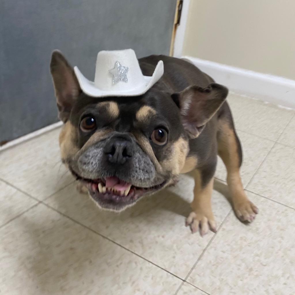 Enlarge Lovebug, a Adoptable French Bulldog in Fall River, MA image 2/6