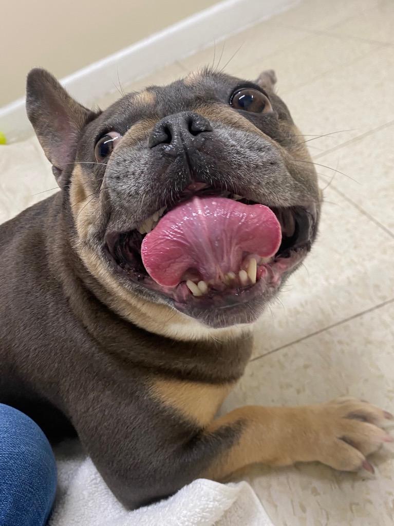 Enlarge Lovebug, a Adoptable French Bulldog in Fall River, MA image 3/6
