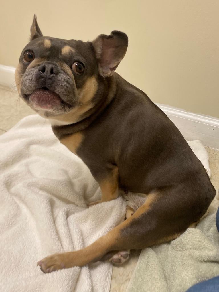 Enlarge Lovebug, a Adoptable French Bulldog in Fall River, MA image 4/6