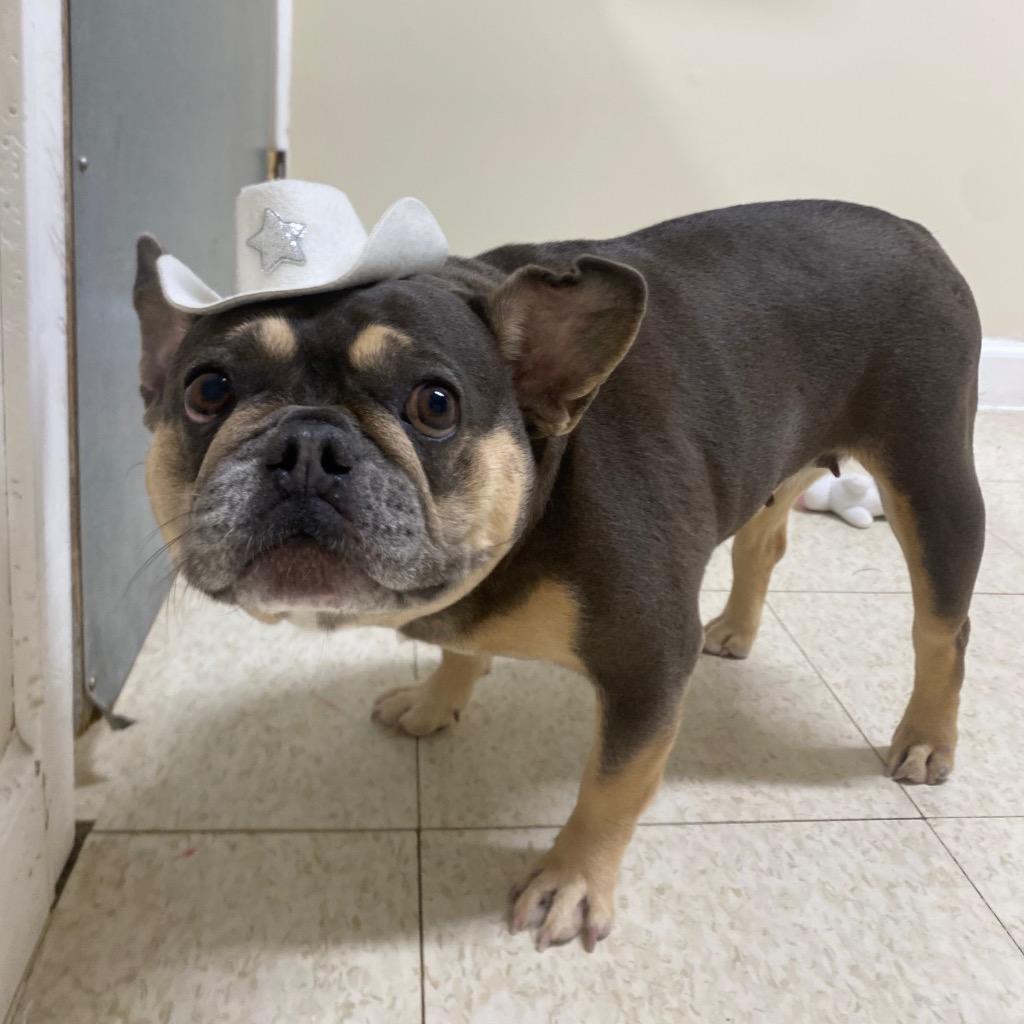 Enlarge Lovebug, a Adoptable French Bulldog in Fall River, MA image 5/6