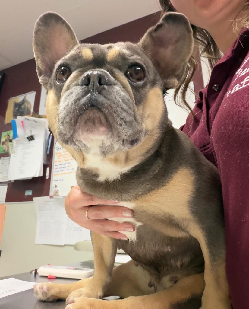 Enlarge Lovebug, a Adoptable French Bulldog in Fall River, MA image 6/6