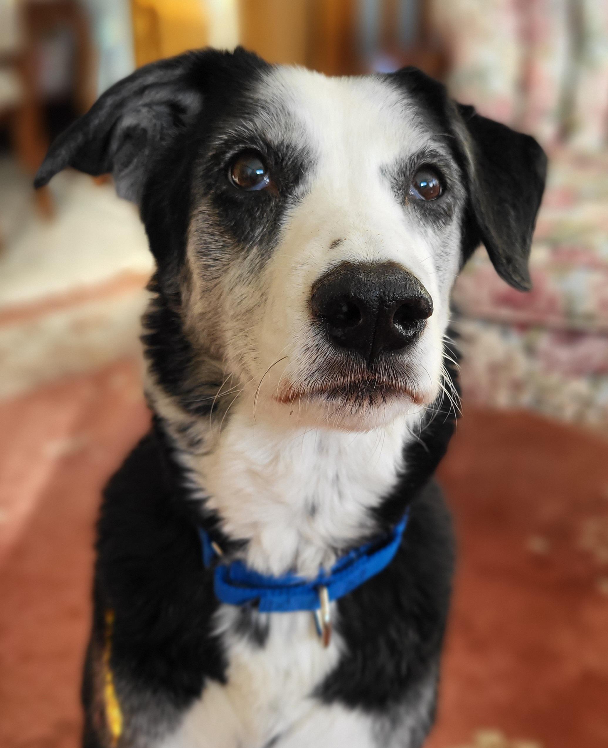 Oreo, adopted, Senior Female Border Collie.