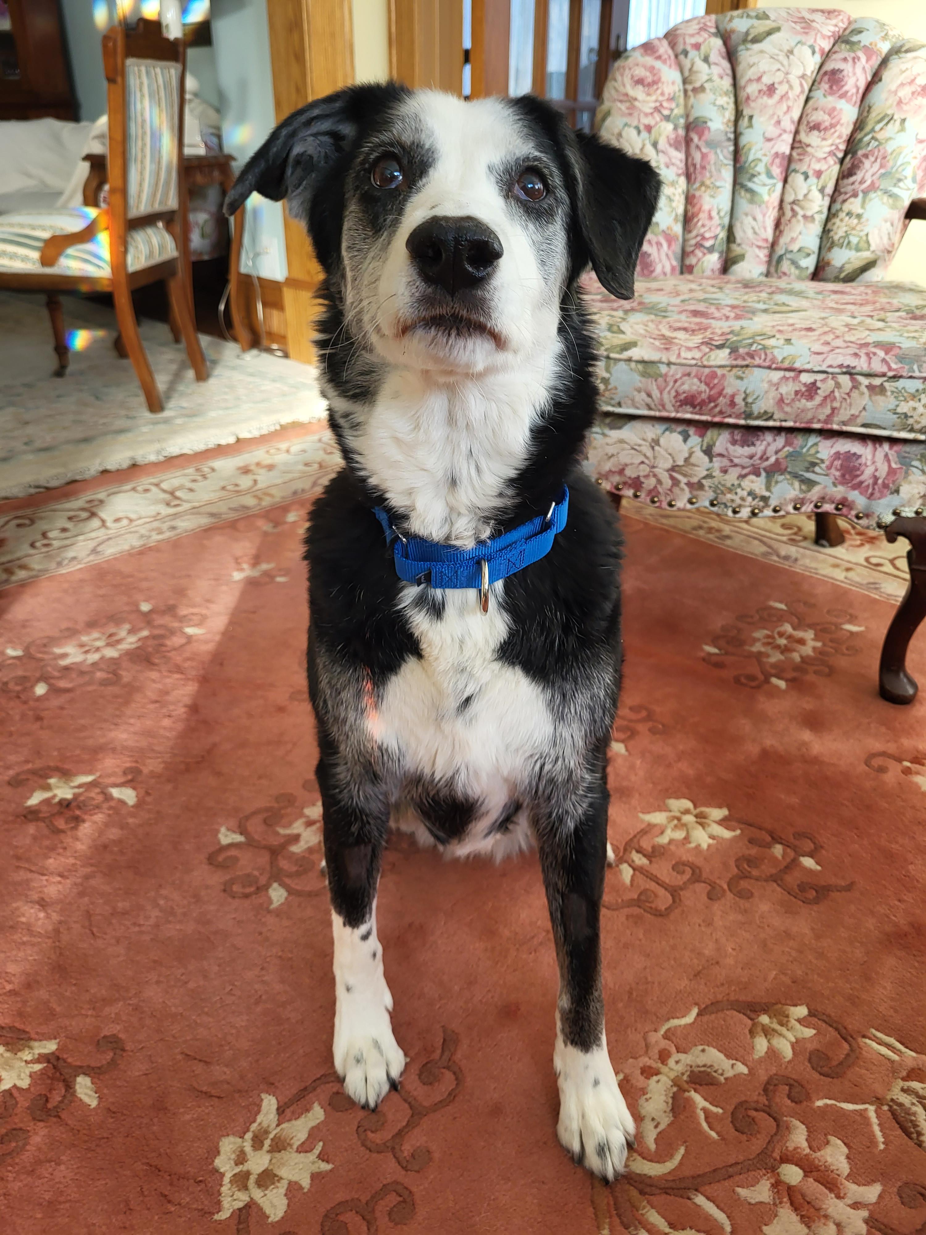 Oreo, an adopted mixed breed in Winnipeg, MB image 4/6