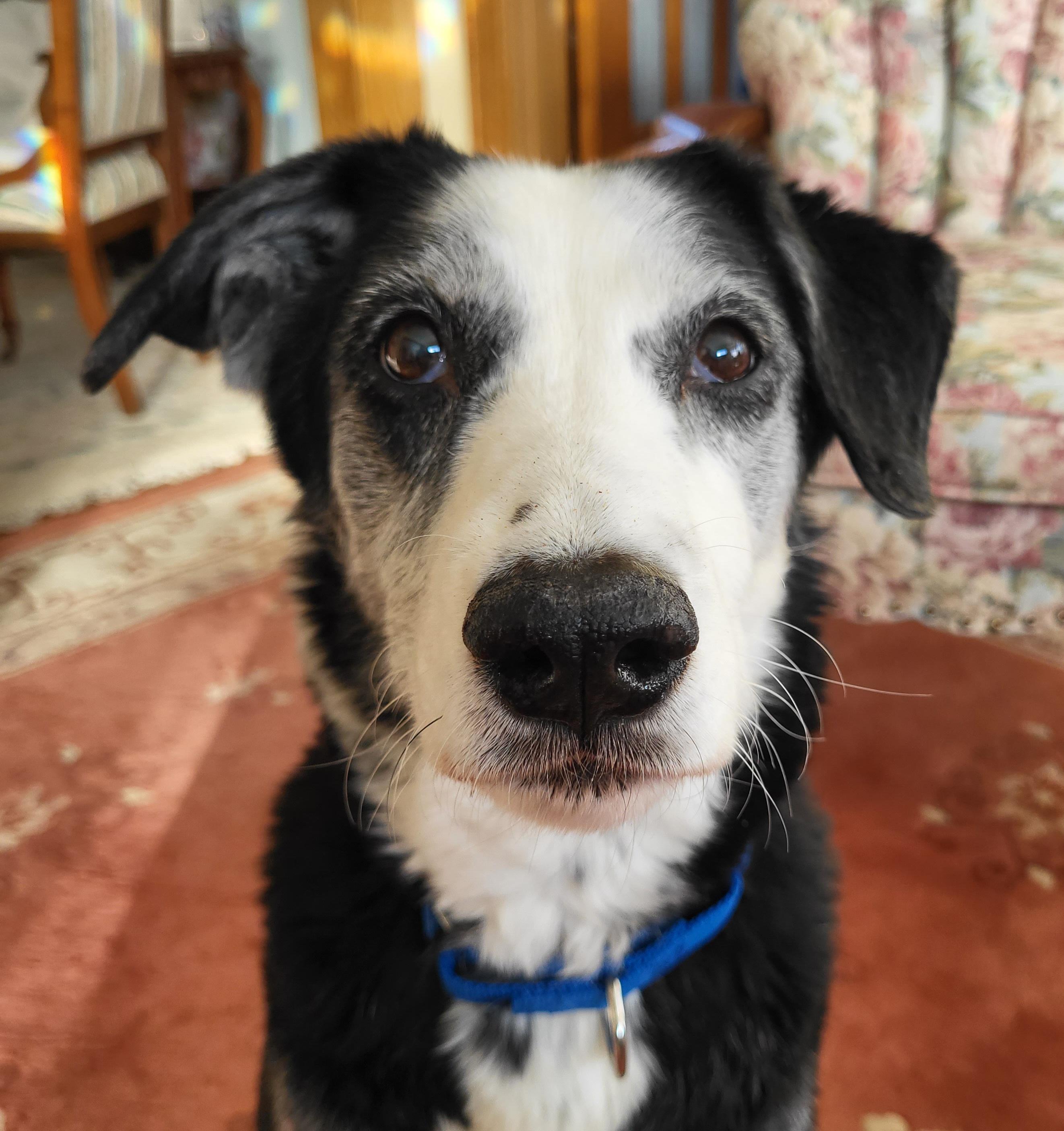 Oreo, an adopted mixed breed in Winnipeg, MB image 3/6