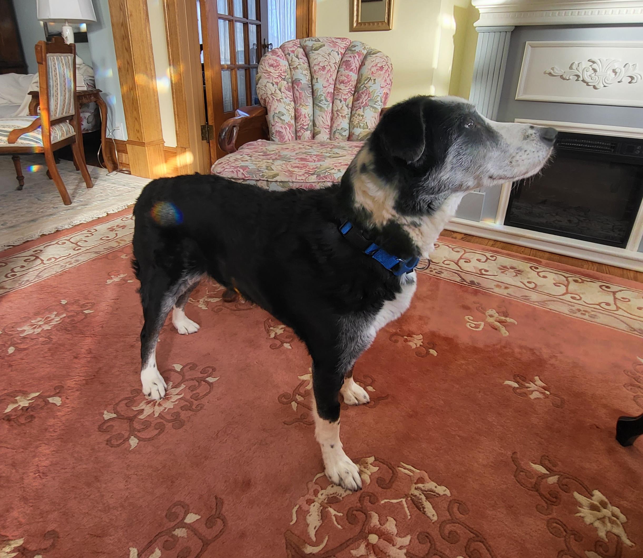 Oreo, an adopted mixed breed in Winnipeg, MB image 5/6