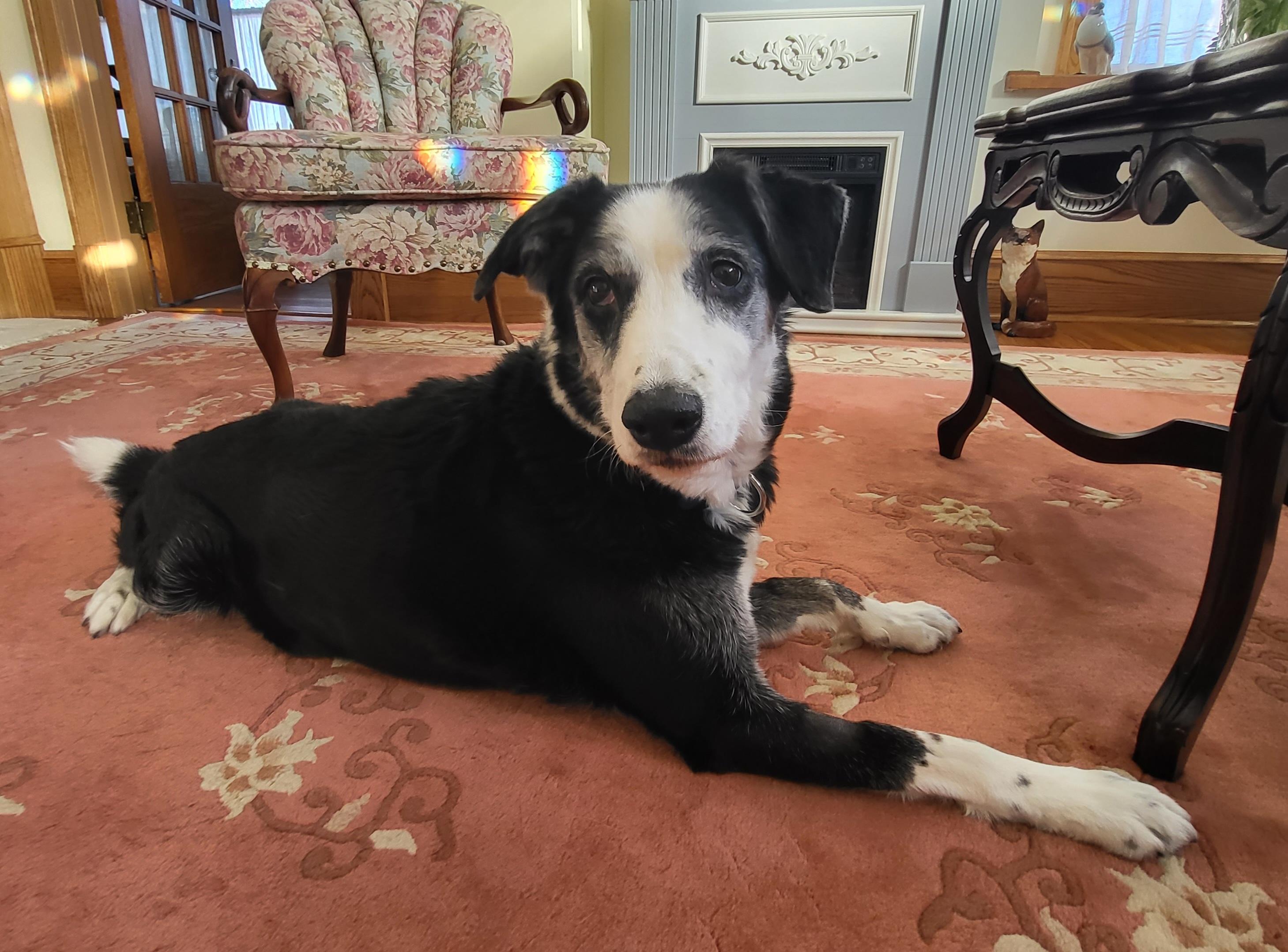 Oreo, an adopted mixed breed in Winnipeg, MB image 6/6