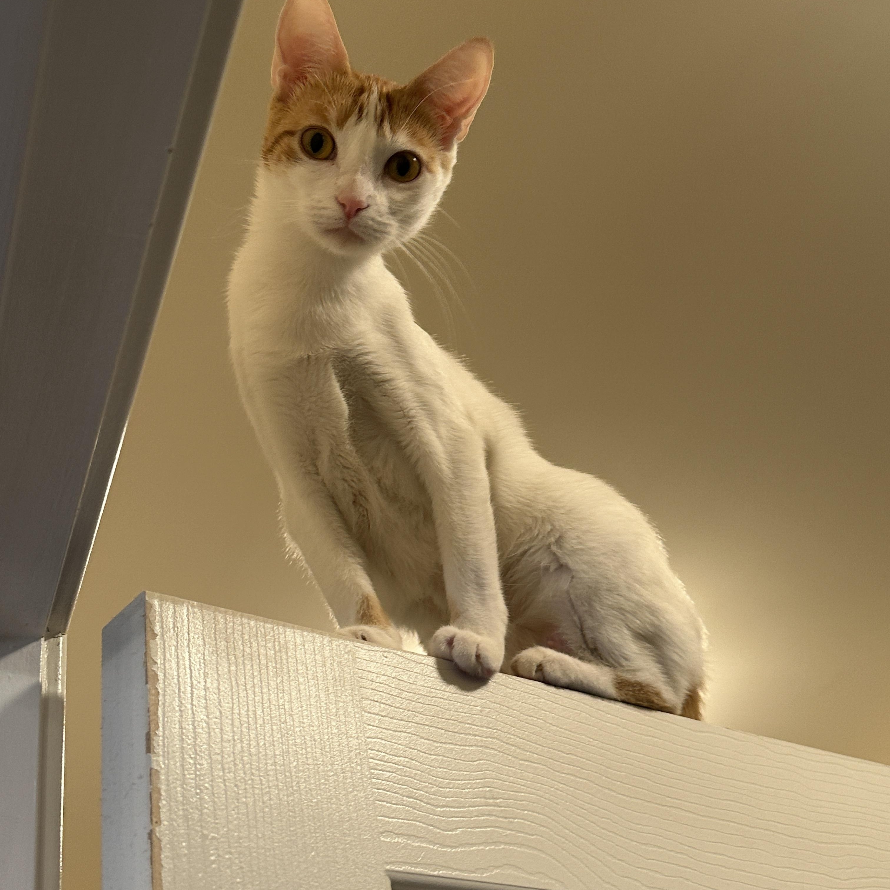 Clover, a Adoptable Domestic Short Hair in Woodbine, MD image 6/6