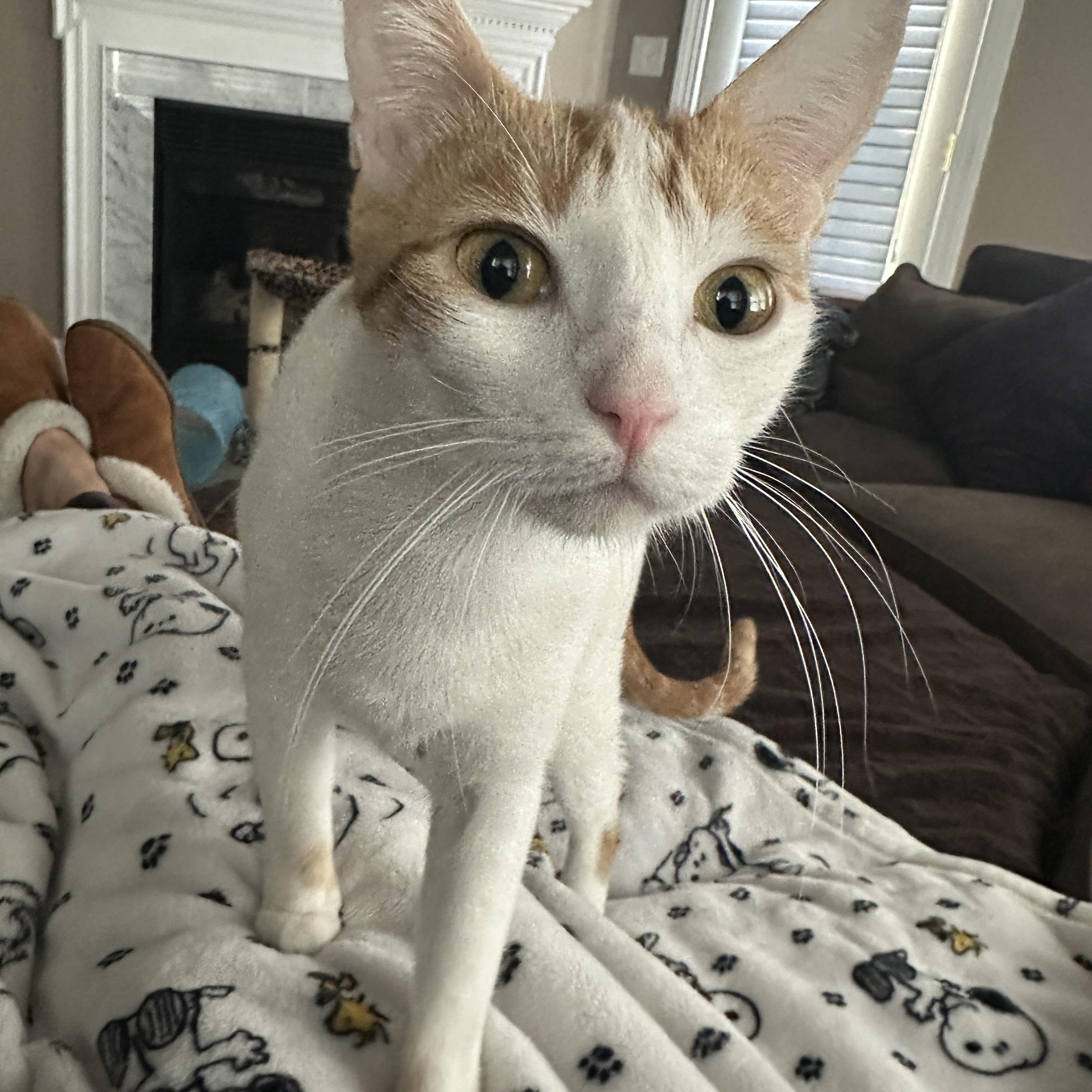 Clover, a Adoptable Domestic Short Hair in Woodbine, MD image 5/6