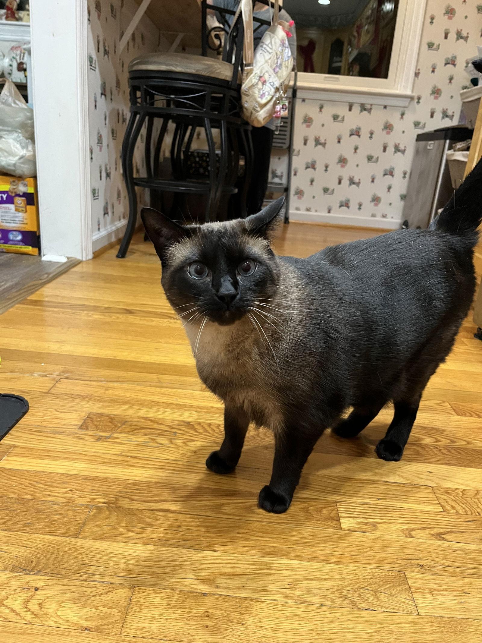 Big Milo thumbnail 2