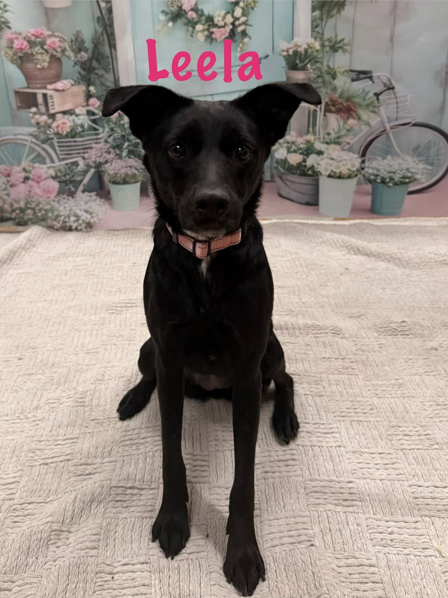 Enlarge Leela, an adopted mixed breed in Albany, NY image 5/6