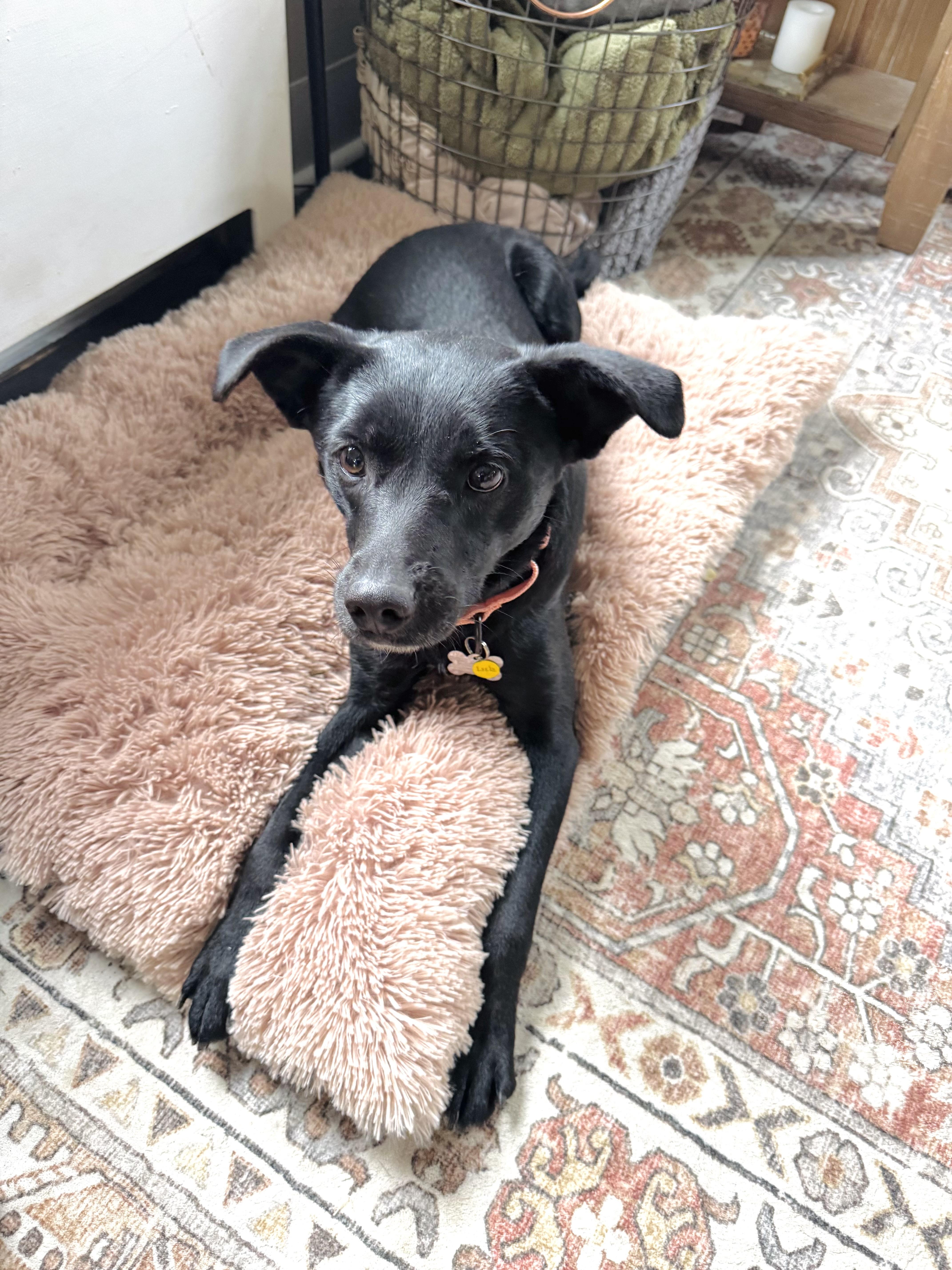 Enlarge Leela, an adopted mixed breed in Albany, NY image 4/6