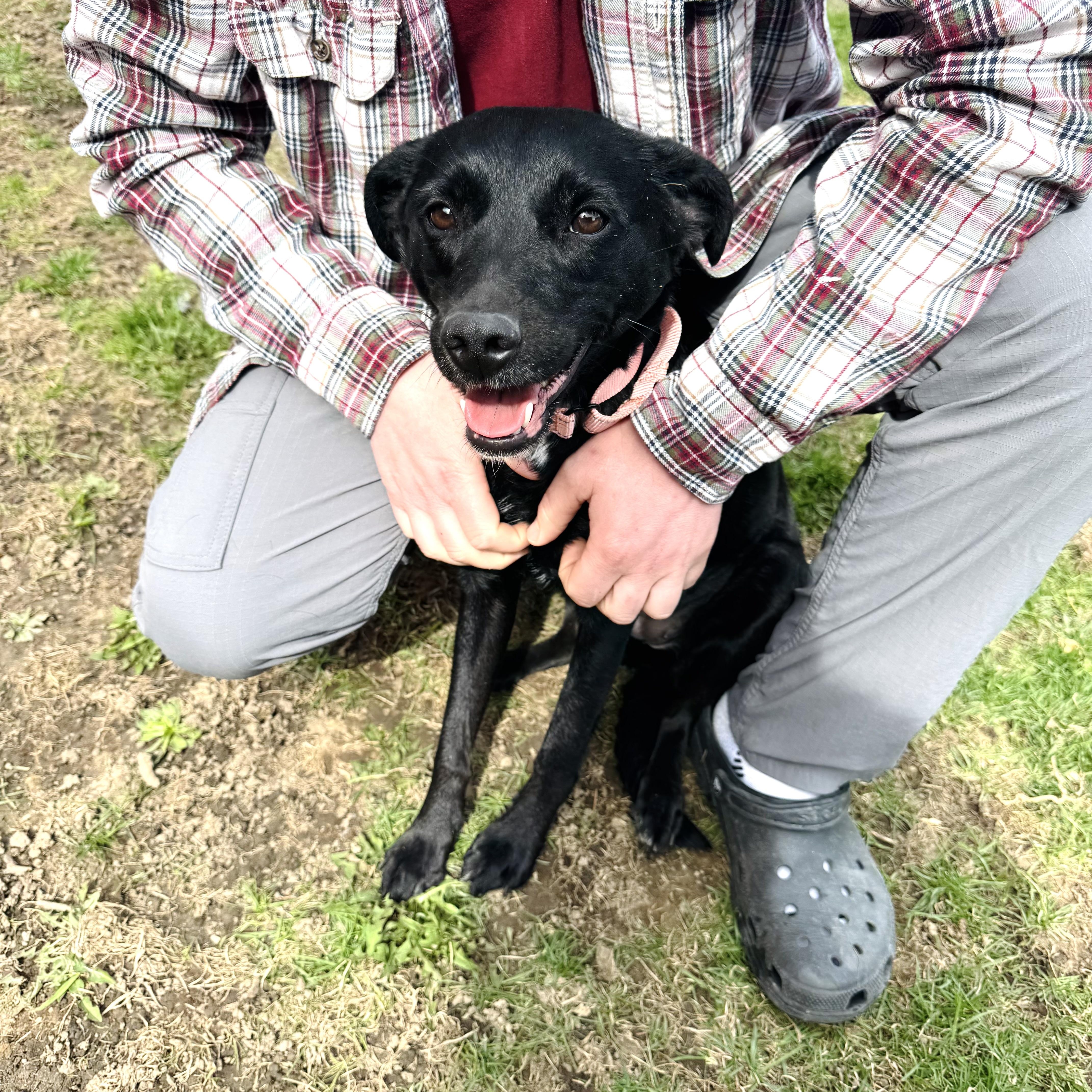 Enlarge Leela, an adopted mixed breed in Albany, NY image 3/6