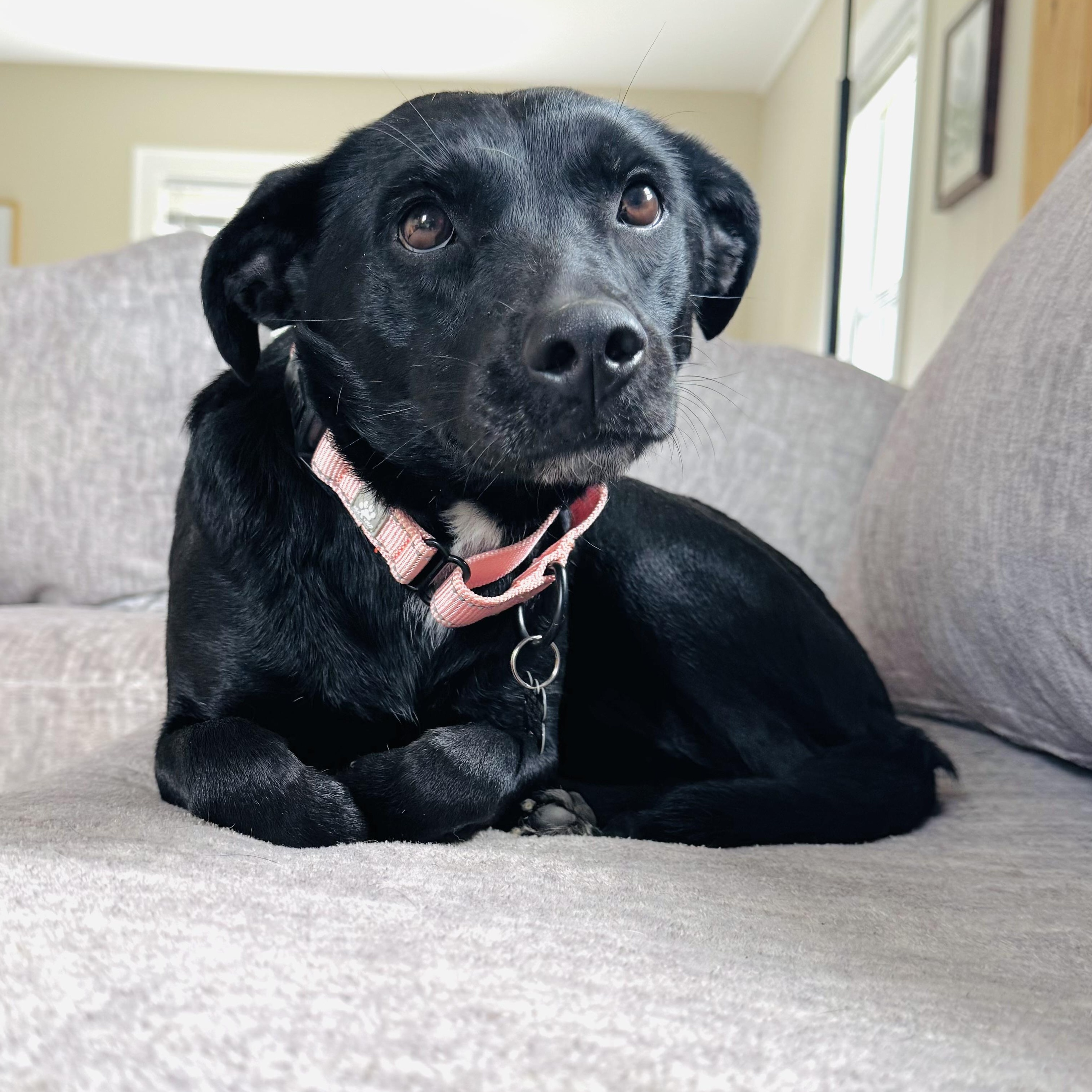 Enlarge Leela, an adopted mixed breed in Albany, NY image 1/6