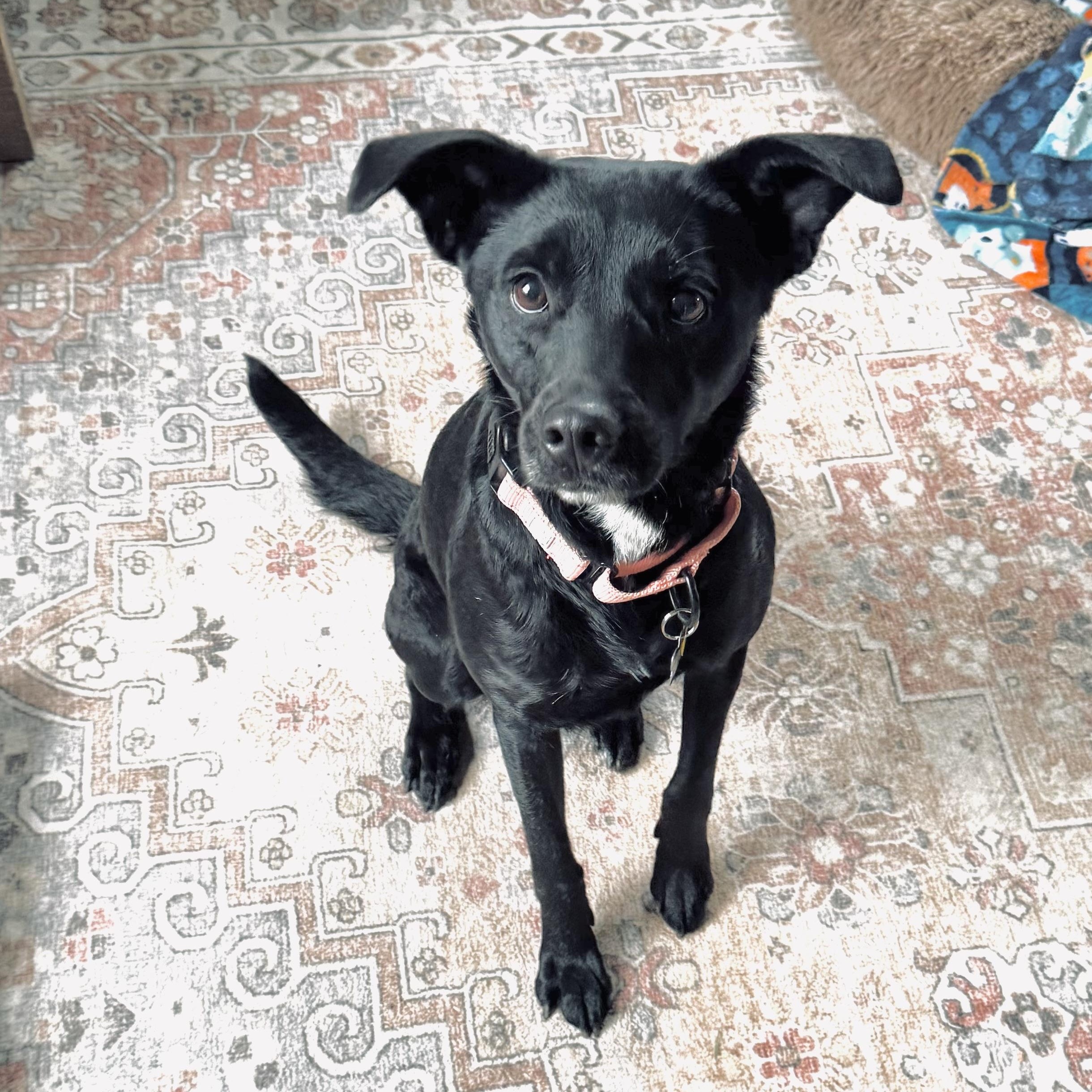 Enlarge Leela, an adopted mixed breed in Albany, NY image 2/6