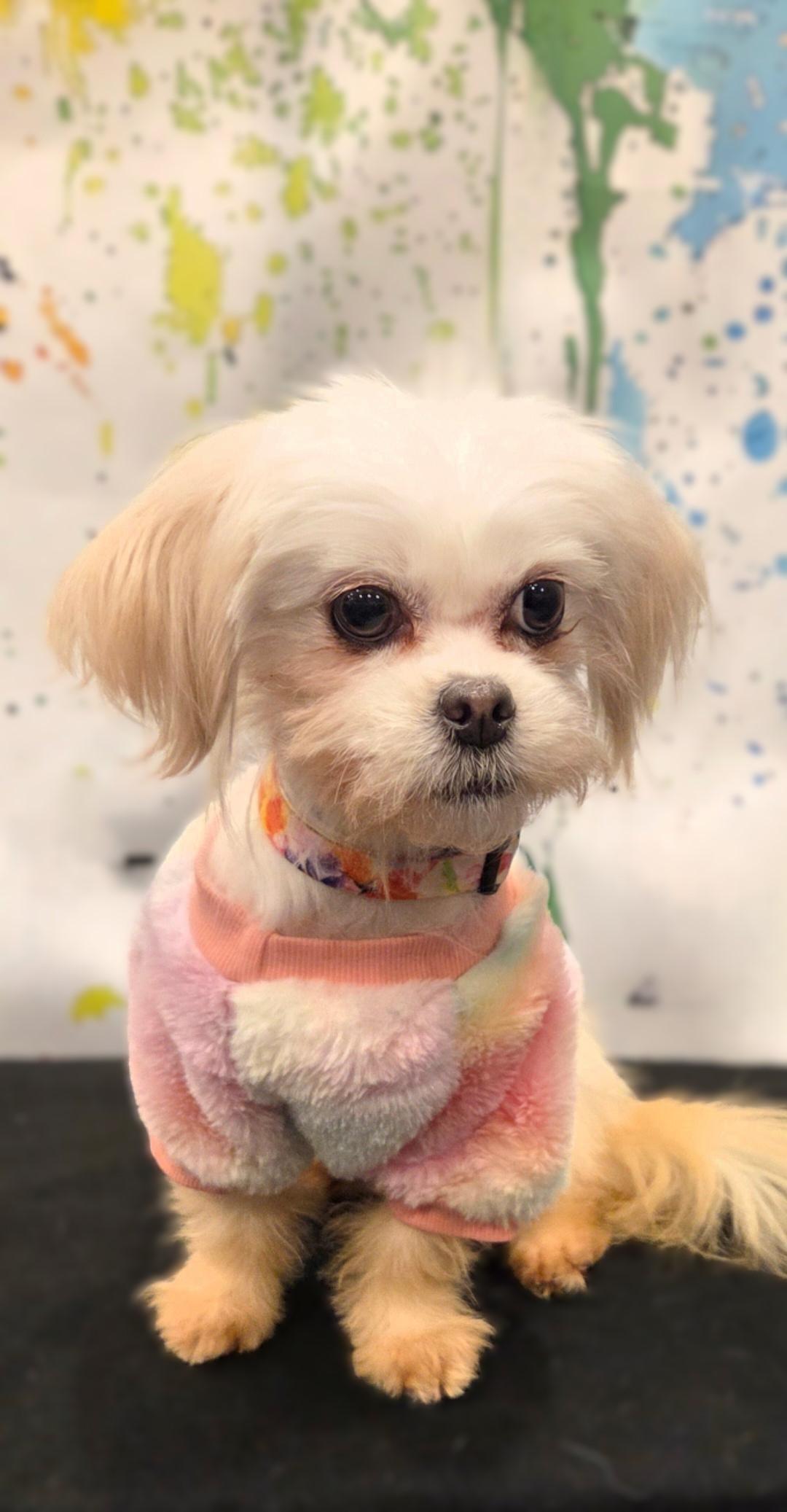 Princess, a ADOPTABLE Maltese in Bridgeton, MO image 1/6