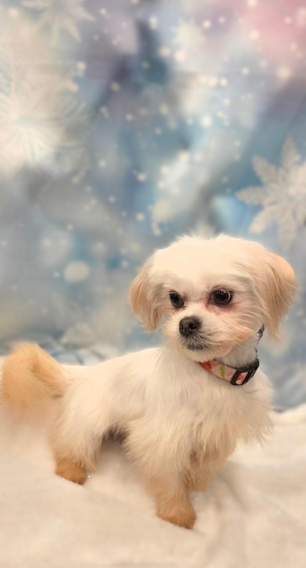 Princess, a ADOPTABLE Maltese in Bridgeton, MO image 2/6