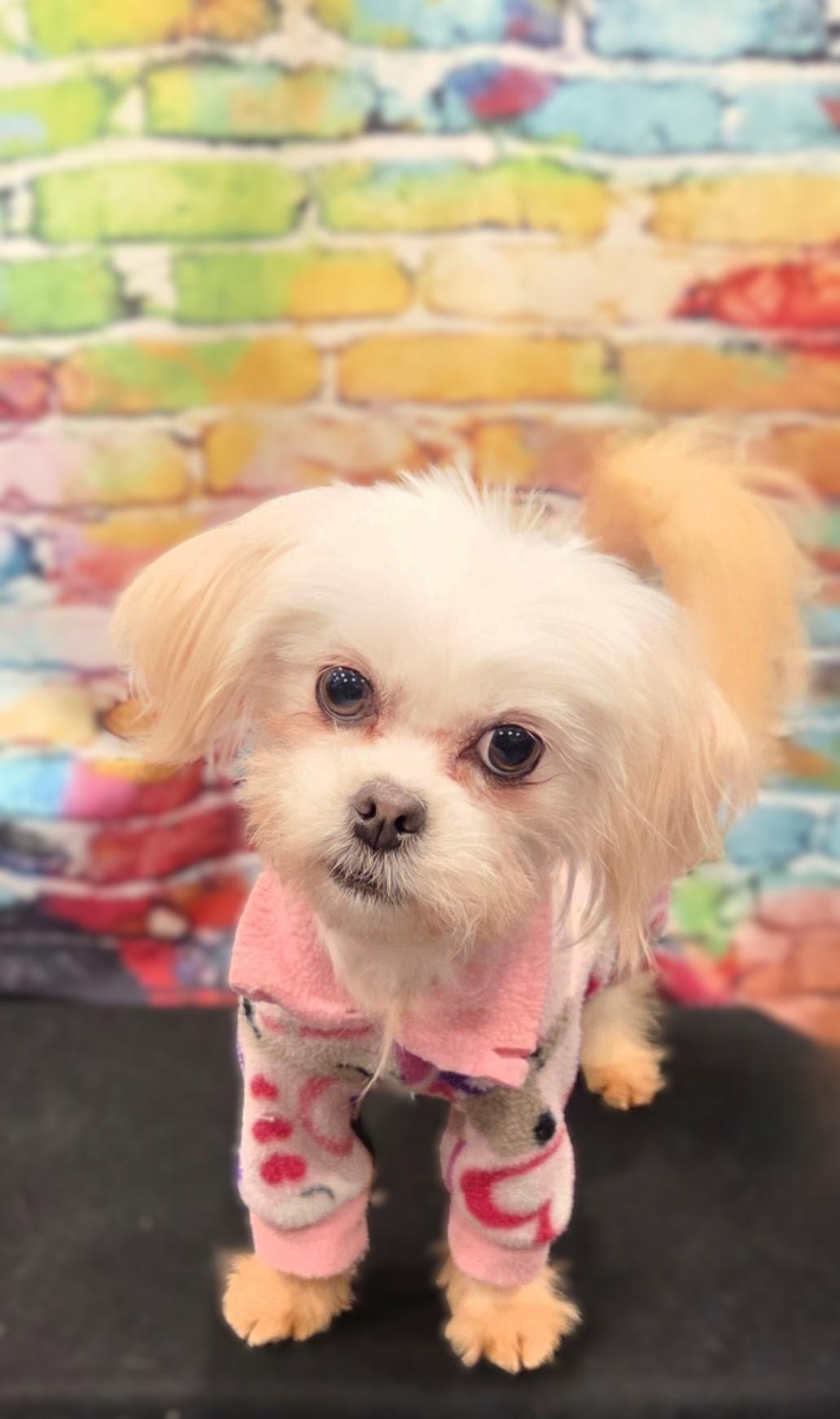 Princess, a ADOPTABLE Maltese in Bridgeton, MO image 3/6