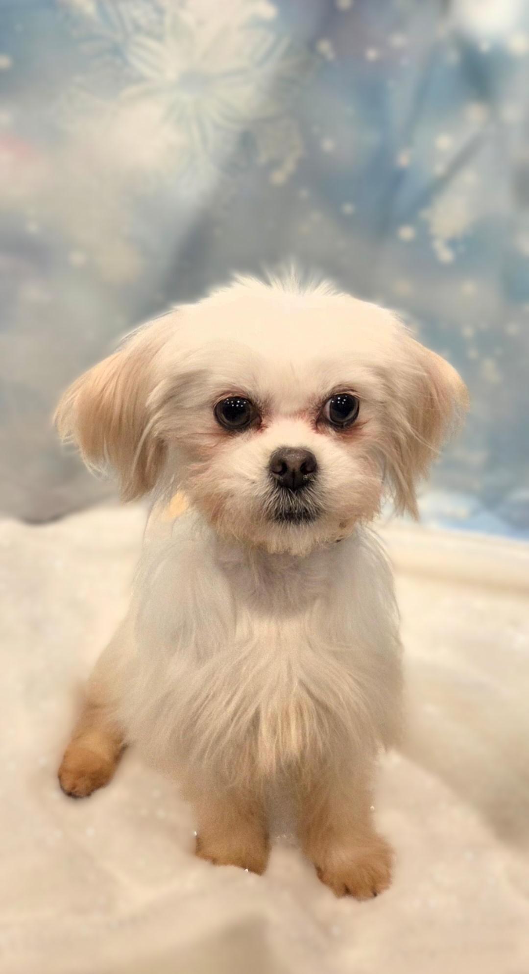 Princess, a ADOPTABLE Maltese in Bridgeton, MO image 4/6
