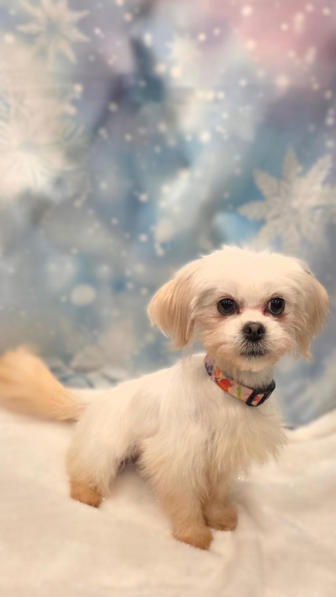 Princess, a ADOPTABLE Maltese in Bridgeton, MO image 5/6