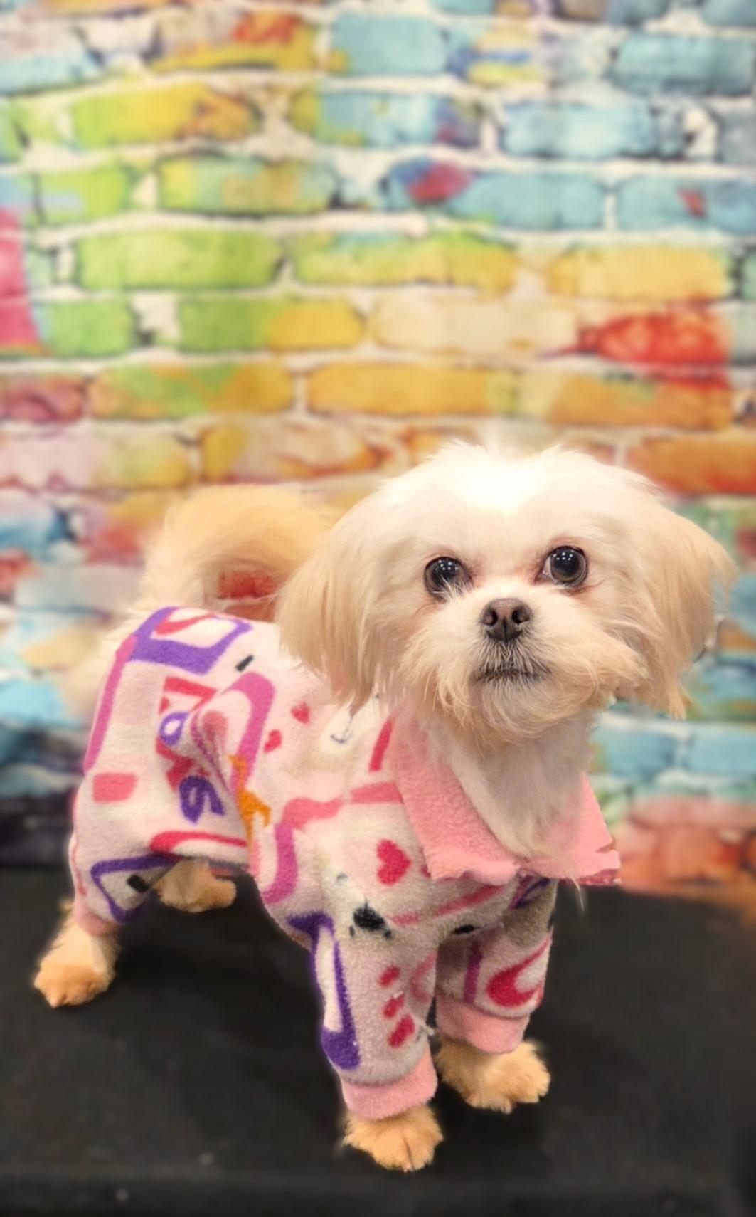 Princess, a ADOPTABLE Maltese in Bridgeton, MO image 6/6