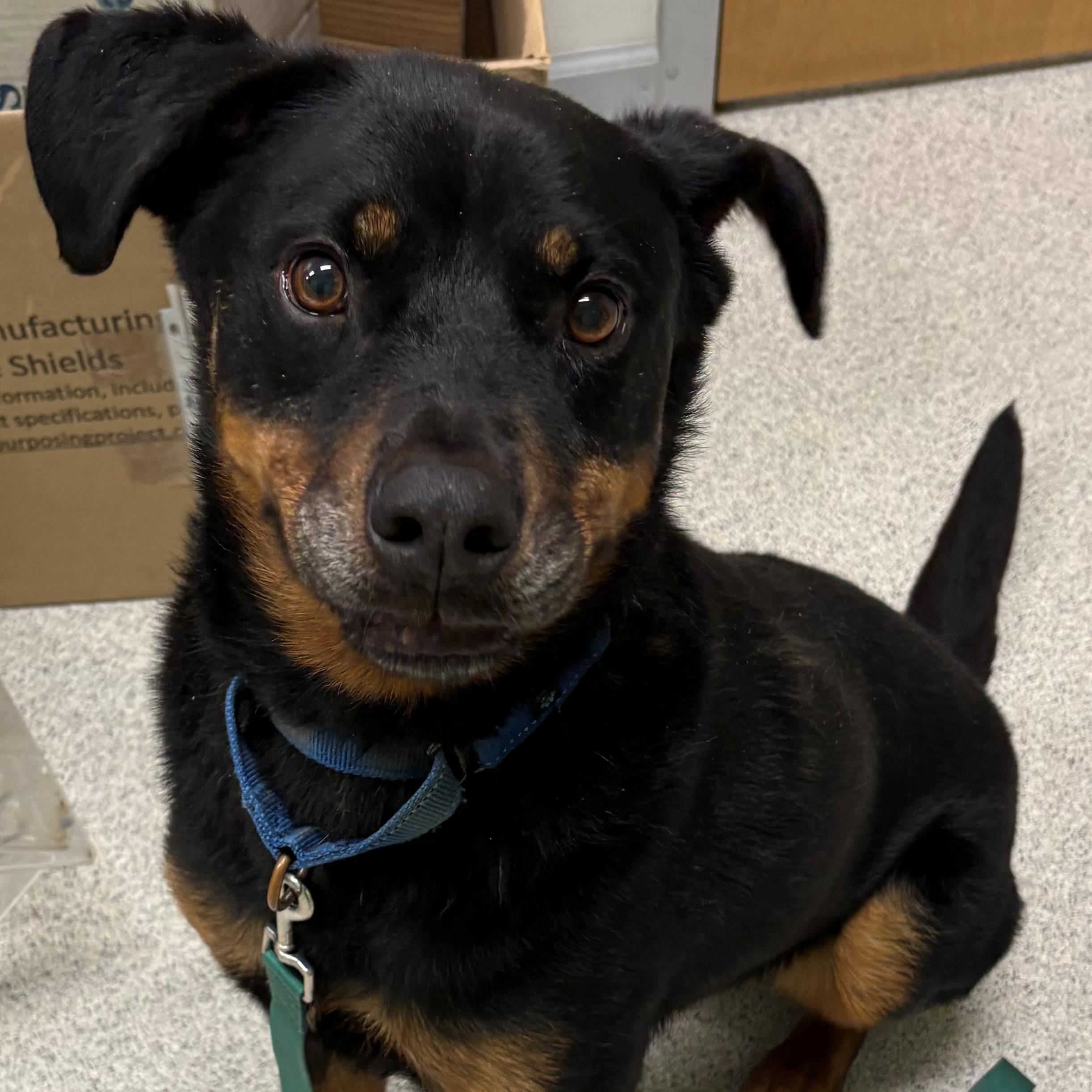 Enlarge King, a Adopted mixed breed in Vienna, OH image 1/2