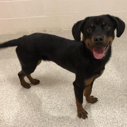 Enlarge King, a Adopted mixed breed in Vienna, OH image 2/2
