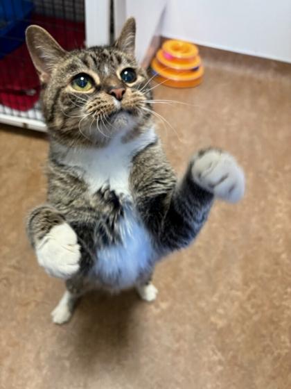 Cordelia, Adoptable, Adult Female Domestic Short Hair & Domestic Short Hair.