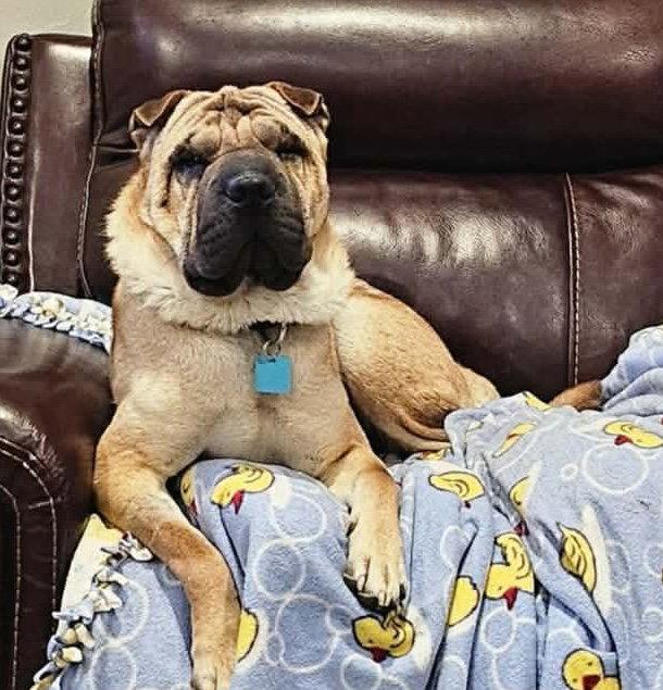Creed, Adoptable, Adult Male Shar-Pei.
