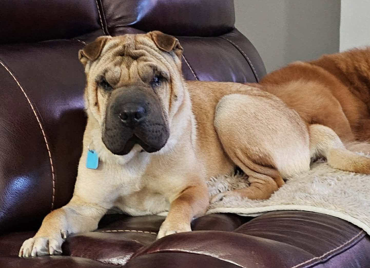 Enlarge Creed, a Adoptable Shar-Pei in Idaho Falls, ID image 3/3