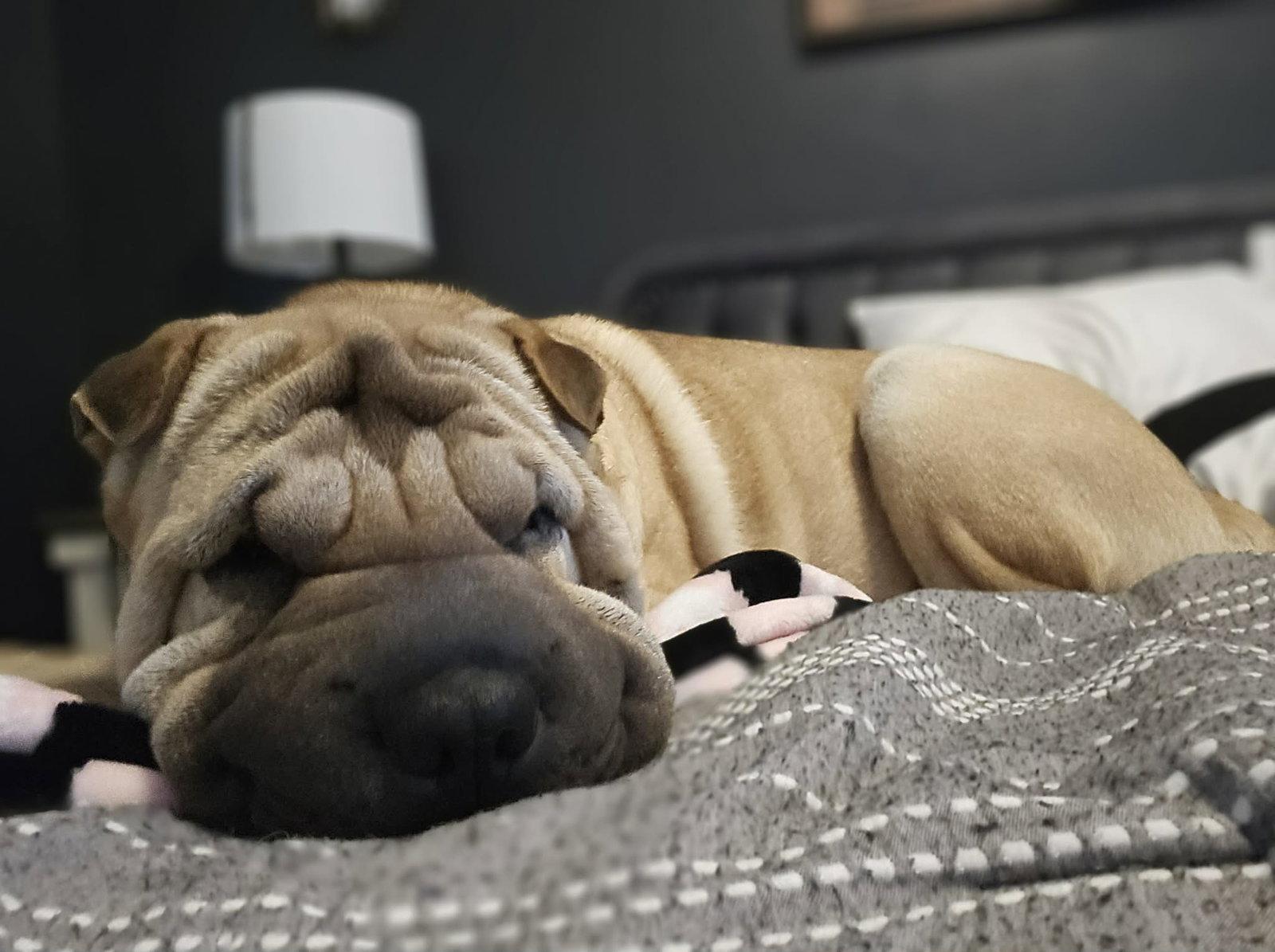 Enlarge Creed, a Adoptable Shar-Pei in Idaho Falls, ID image 2/3