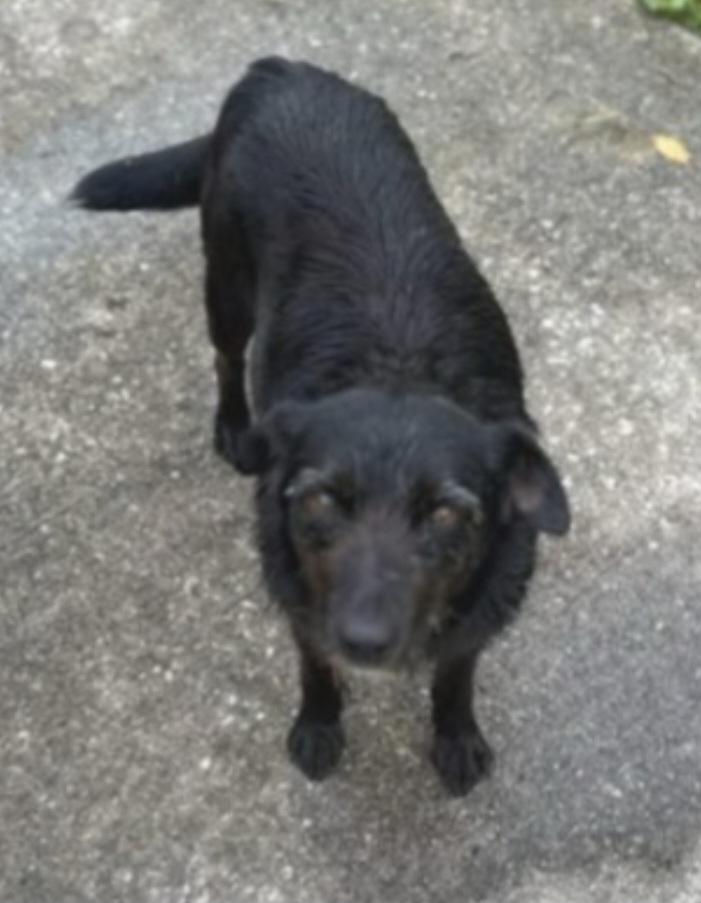 Enlarge Charlotte, a Adoptable mixed breed in Lake Forest, IL image 3/3