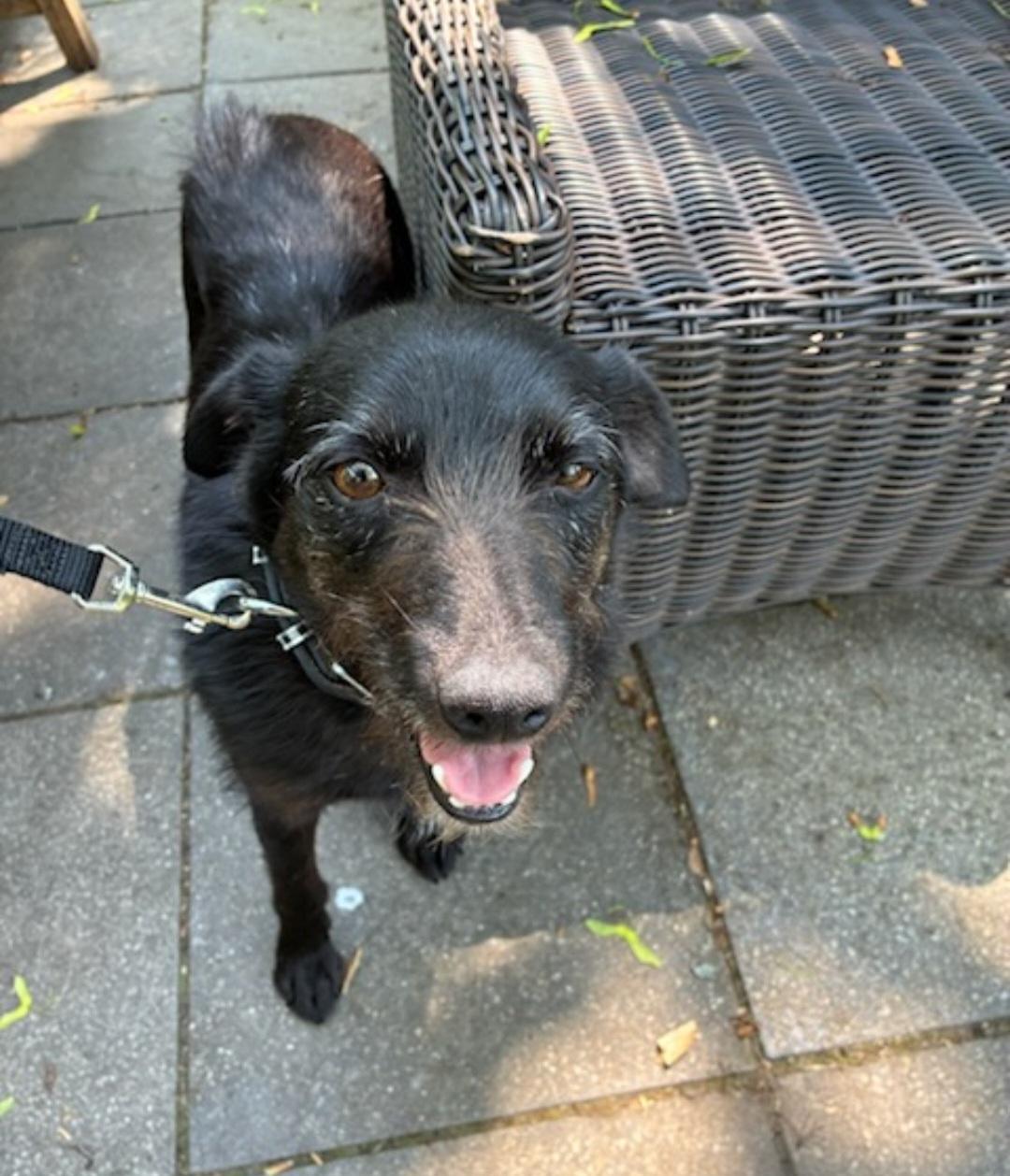 Charlotte, Adoptable, Adult Female Wirehaired Terrier.