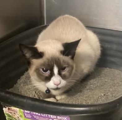 Enlarge Loki, an adopted Snowshoe in St. Marys, WV image 1/1