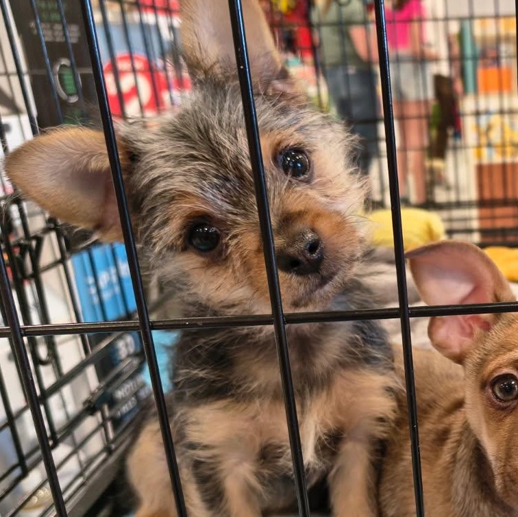 Colby, ADOPTABLE, Puppy Male Yorkshire Terrier & Chiweenie.