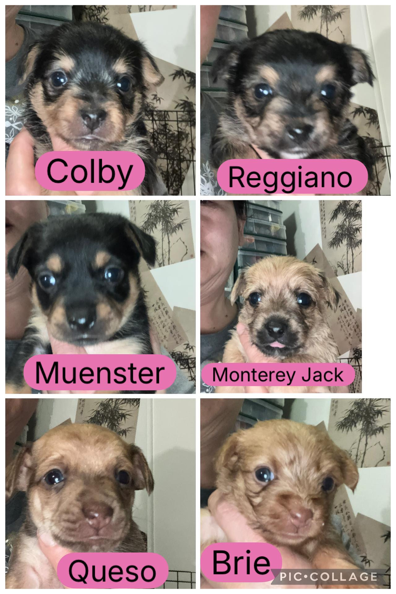 Enlarge Colby, a ADOPTABLE mixed breed in Henderson, NV image 4/4